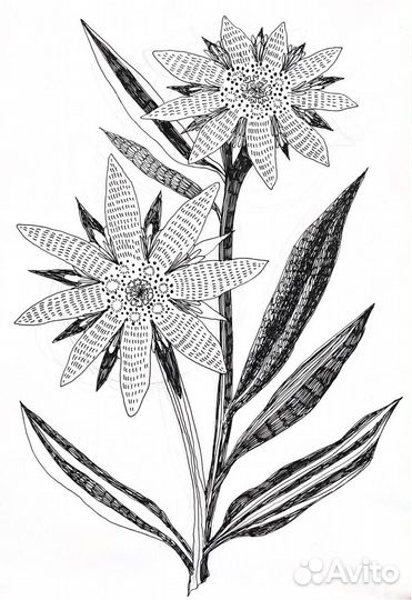 Зарисовки растений