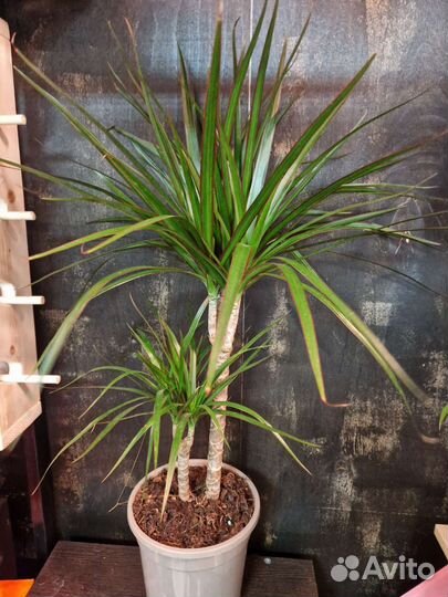 Пальма драцена