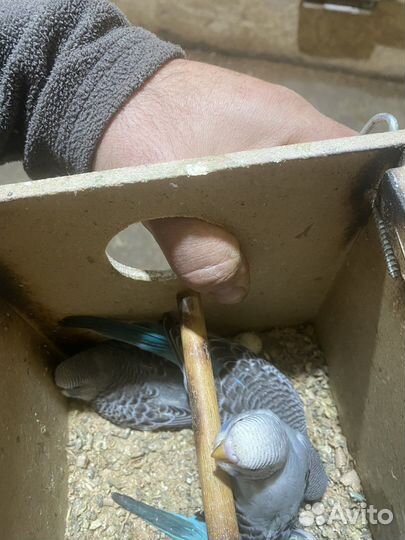 Волнистый попугай и клетки