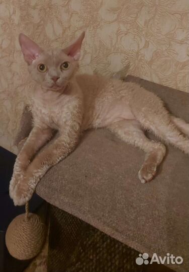 Котик