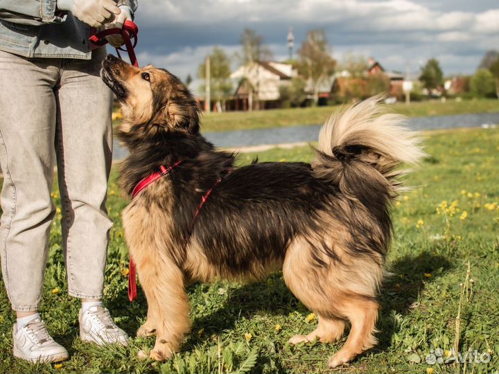 Собака Маня в добрые руки