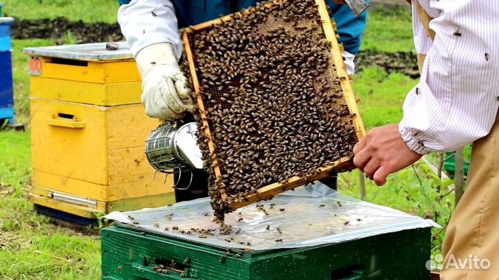Продам пчелопакеты