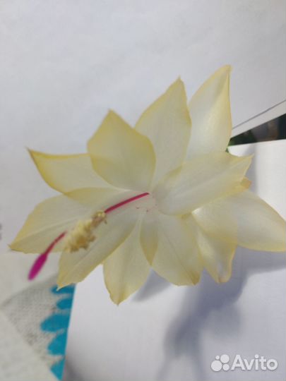 Декабрист желтый