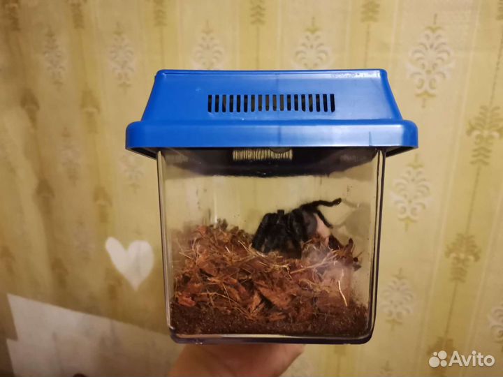 Скорпионы,Пауки
