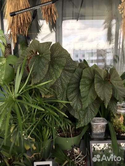 Бегония коралловая