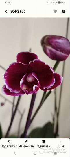 Орхидея фаленопсис Каменная роза