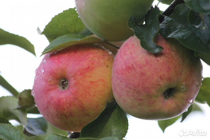 Саженцы яблони.груши.сливы малины.абрикосов и др