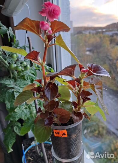 Бегония вечноцветущая, махровая