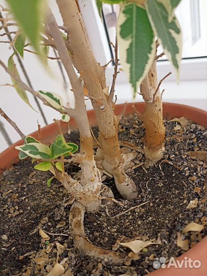 Фикус бенджамина пестролистный