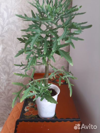 Комнатные цветы