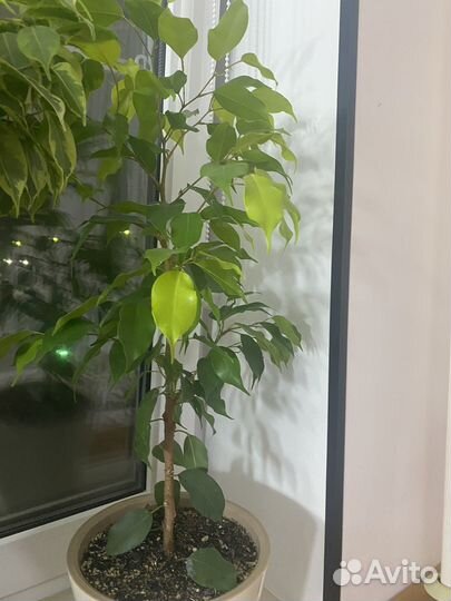 Фикус бенджамина твай, голден кинг, гантель, неон