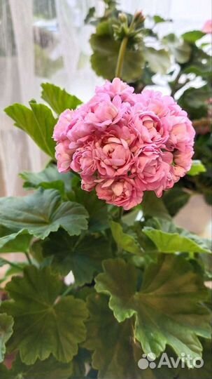 Пеларгонии сортовые Анита(Anita) розебудный сорт