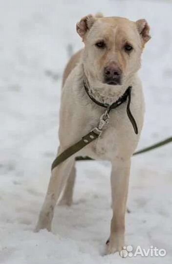 Гретта - мечтает о доме и любимом человеке