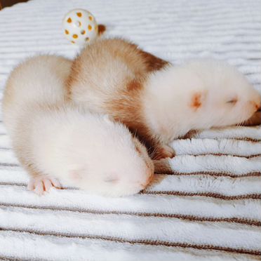 Хорьки - экзотики