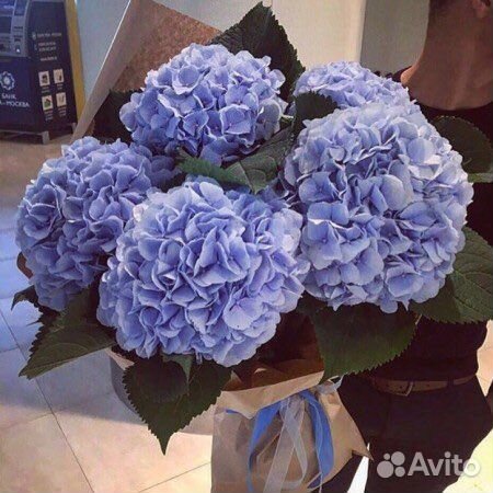 Гортензия Букет из 5 гортензий