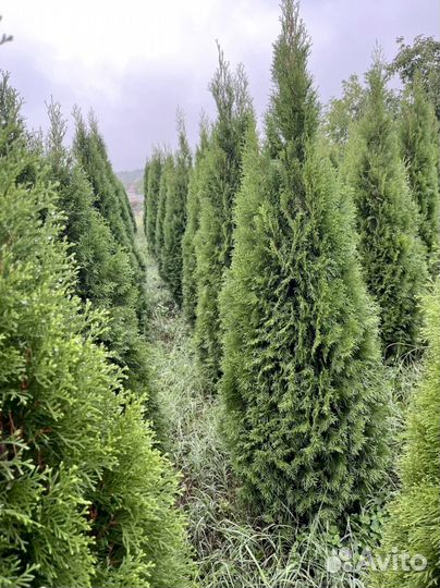 Туя Изумрудная 200см