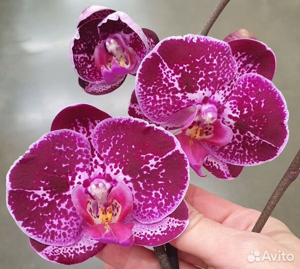 Орхидея фаленопсис сортовые отцветы