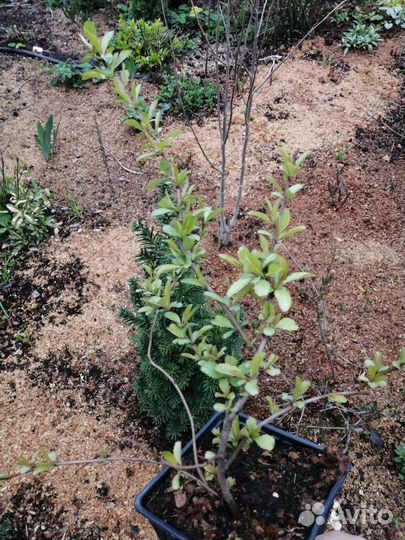 Айва японская саженцы