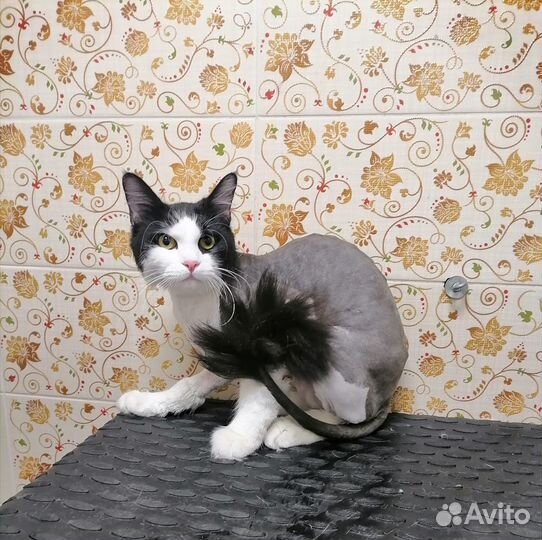 Стрижка кошек на выезде