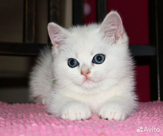 Котята серебристые шиншиллы колор поинт