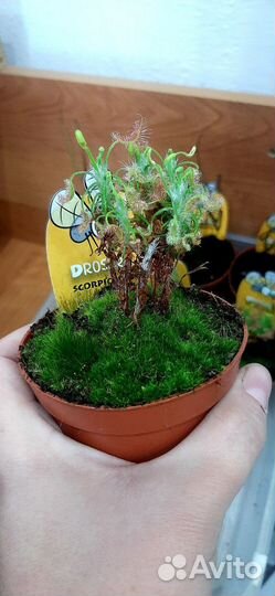 Хищные растения