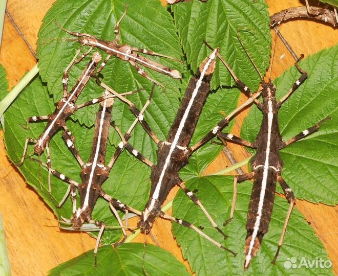 Редкие палочники (8 видов)