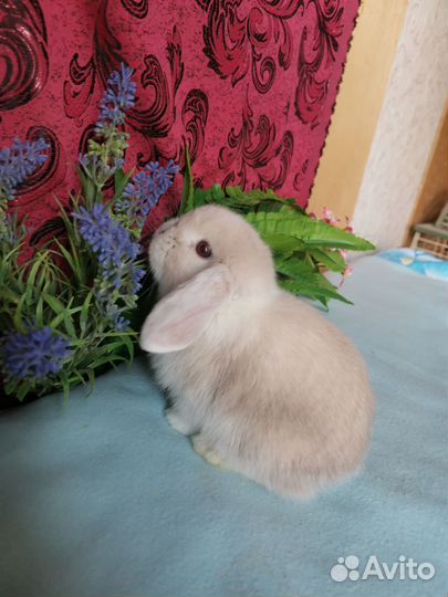 Вислоухие крольчата, красивые окрасы