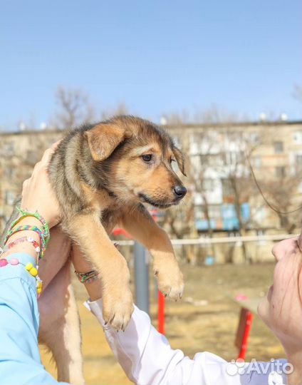 Щенок в добрые руки