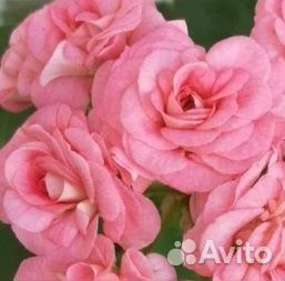 Пеларгонии сортовые