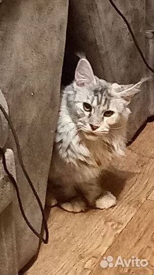 Вязка девочка мейн-кун