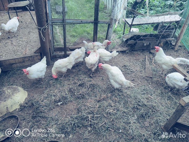 Куры несушки продам