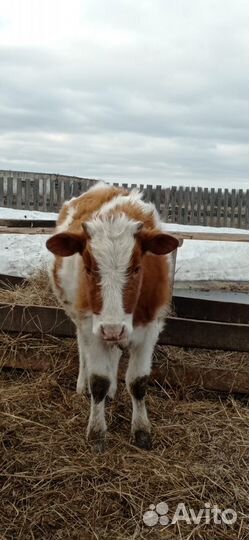 Телка 1 год