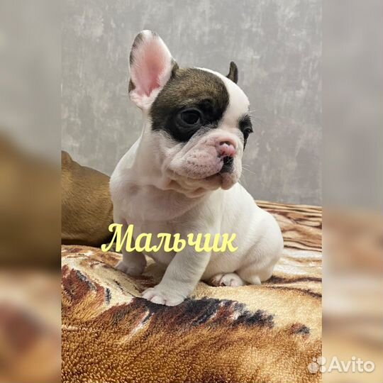 Французский бульдог щенки
