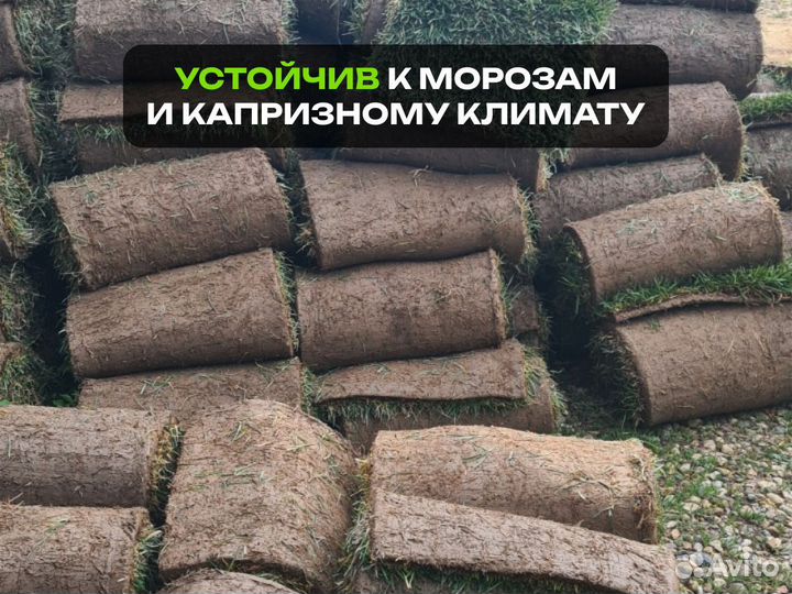 Рулонный газон Элитный. От производителя