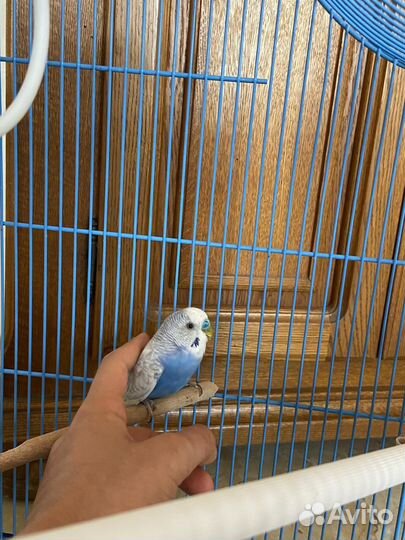 Волнистые попугаи с клеткой
