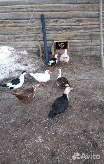 Инкубационное яйцо мускусной утки индоутки