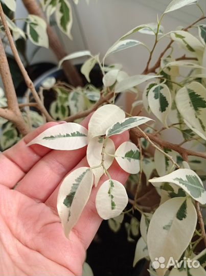 Фикус Бенджамина вариегатный черенки