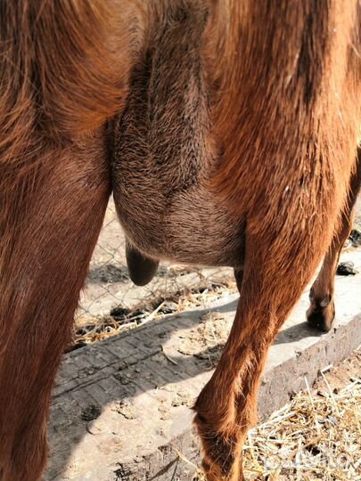 Дойные нубийские козы