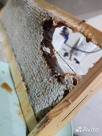 Мёд в сотах 2кг + перга 100гр