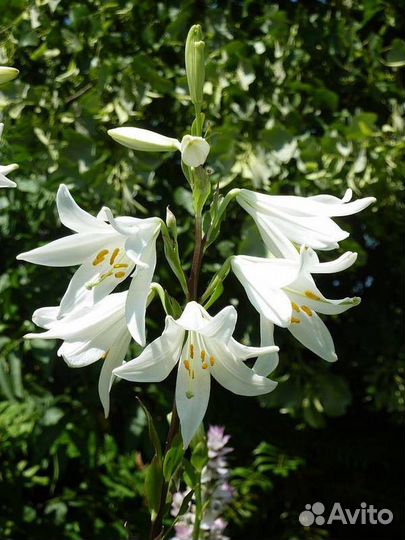 Лилия кандидум