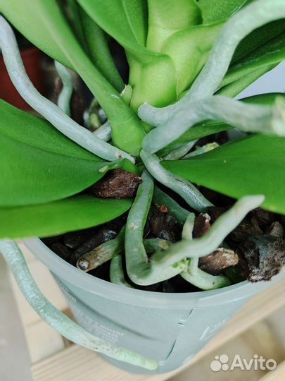 Орхидея фаленопсис Wild Cat