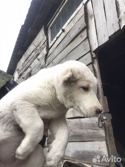Среднеазиатская овчарка алабай щенки
