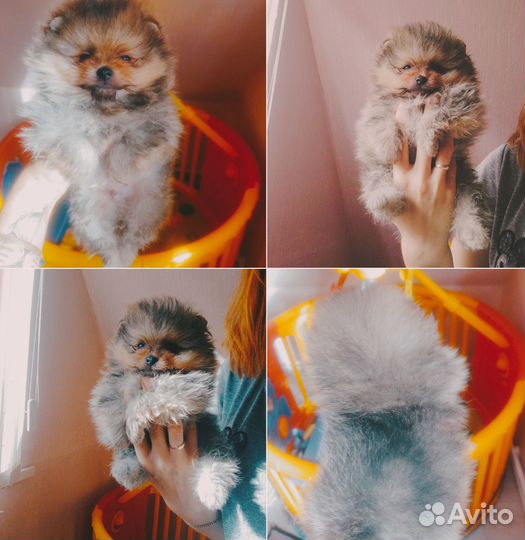 Щенки шпица мальчик