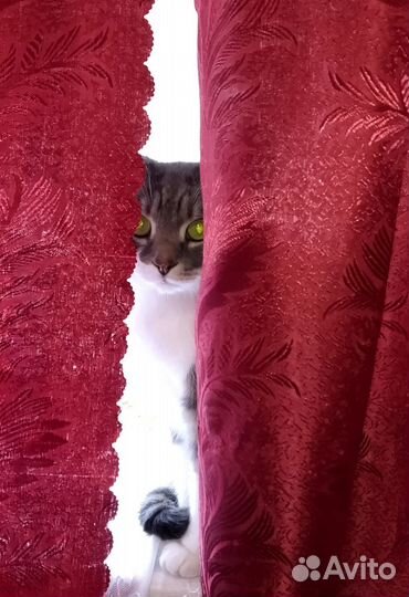 Отдам Котика