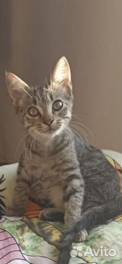 Кошка в дар