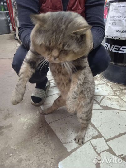 Домашние животные кошки