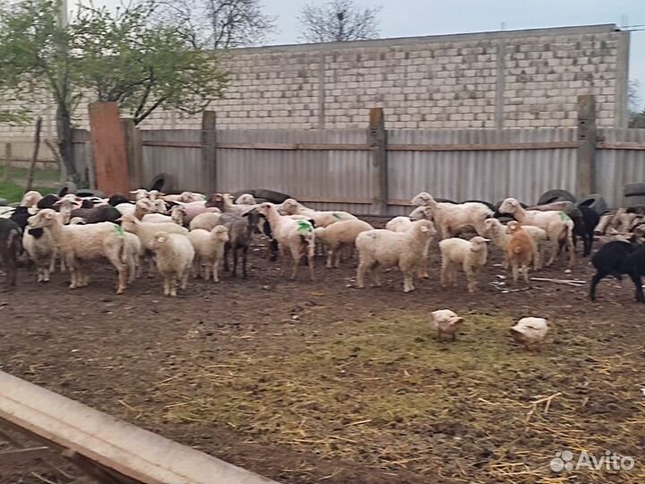Овцы бараны