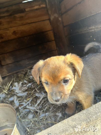 Собака щенок