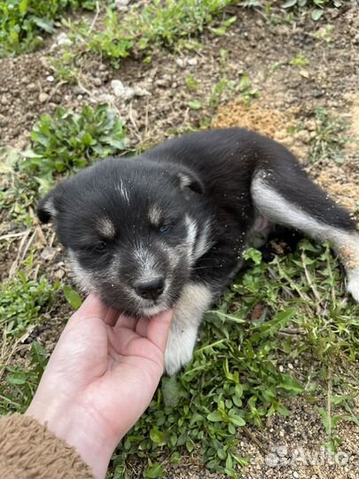 Щенки в добрые руки