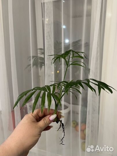 Хамедорея элеганс